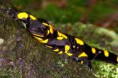 /album/priroda/salamandra-salmandra-01-jpg/
